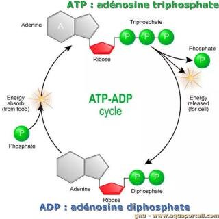 Energy, Atp, And Adp