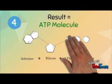 Adenosine Triphosphate