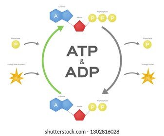 adp cycle