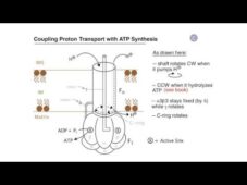 Krebs Cycle